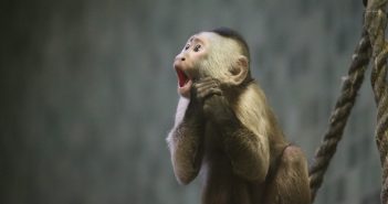 A capuchin monkey with wide eyes and an open mouth, holding its hands to its chin in an expression of surprise or excitement, with a blurred background and a climbing rope to the side.