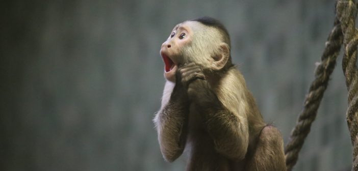 A capuchin monkey with wide eyes and an open mouth, holding its hands to its chin in an expression of surprise or excitement, with a blurred background and a climbing rope to the side.