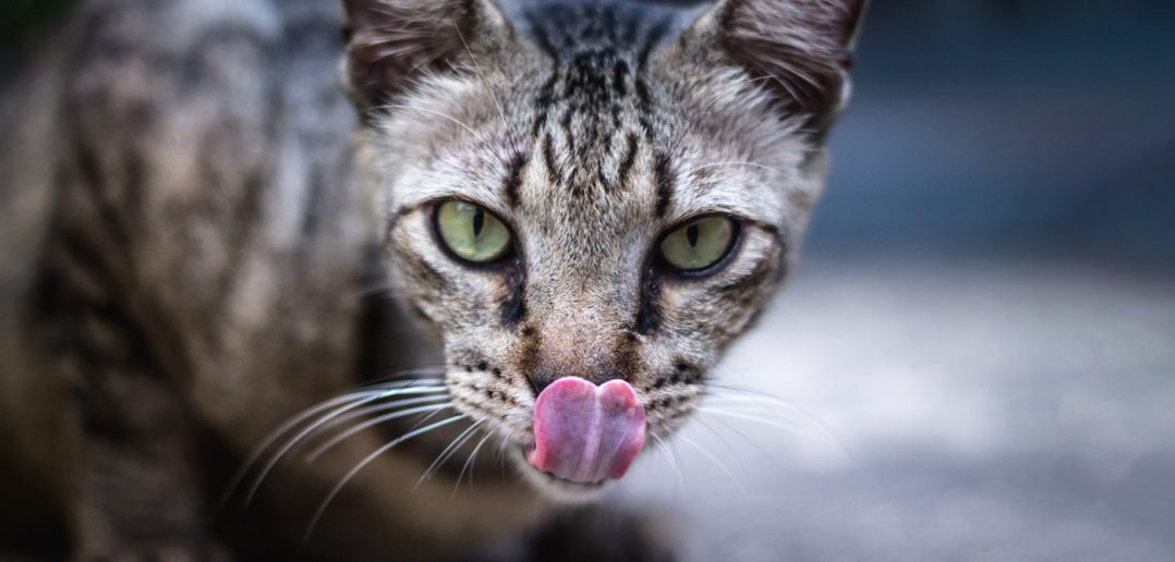 cat with its tongue out