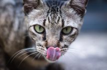cat with its tongue out