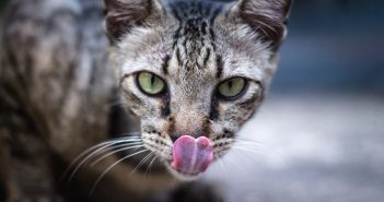 cat with its tongue out