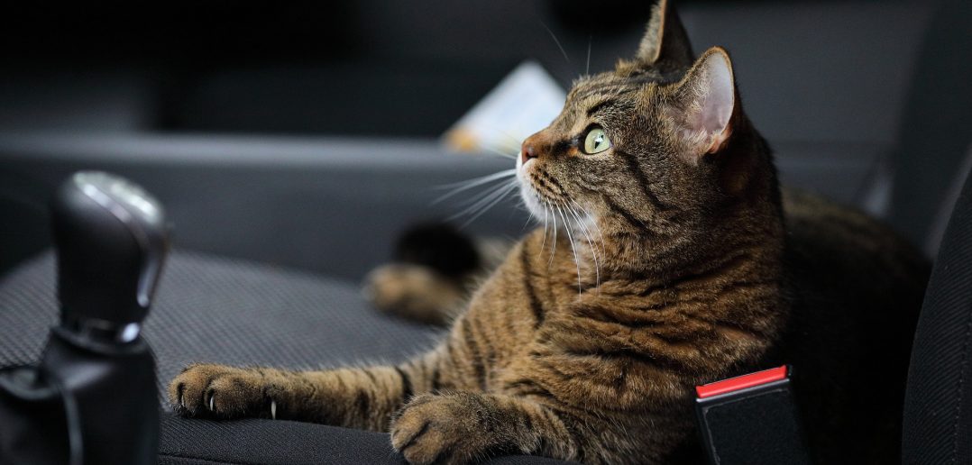pet cat in the front seat of a car