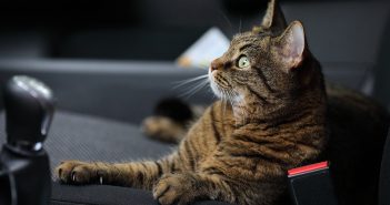 pet cat in the front seat of a car