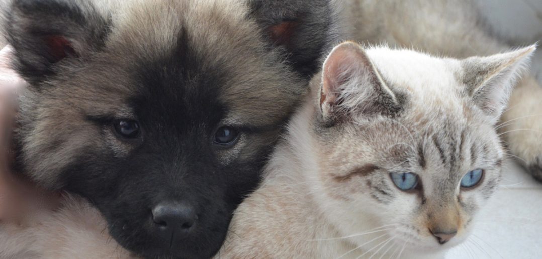 a dog and a cat napping together
