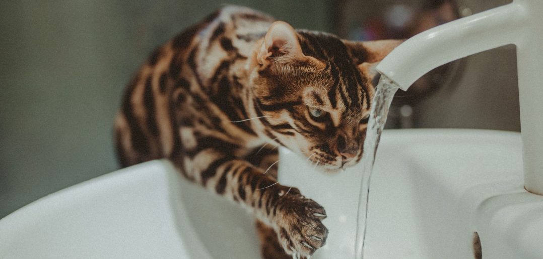 Cat drinking from a running faucet instead of a still water bowl