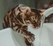 Cat drinking from a running faucet instead of a still water bowl