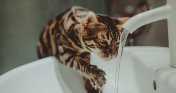 Cat drinking from a running faucet instead of a still water bowl