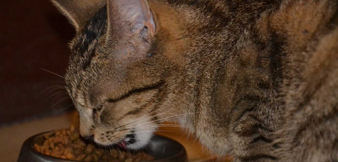 cat eating kibble out of a food dish