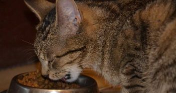 cat eating kibble out of a food dish