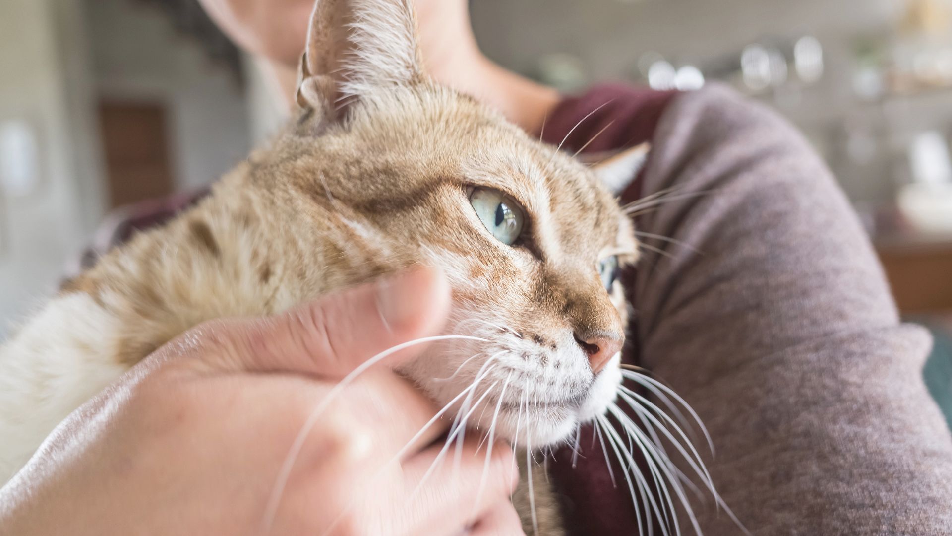 Person holding a tabby cat securely against their chest with both hands supporting the cat comfortably