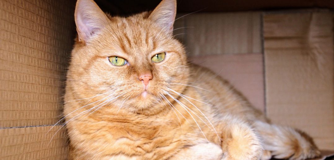 big orange cat laying in a cardboard box