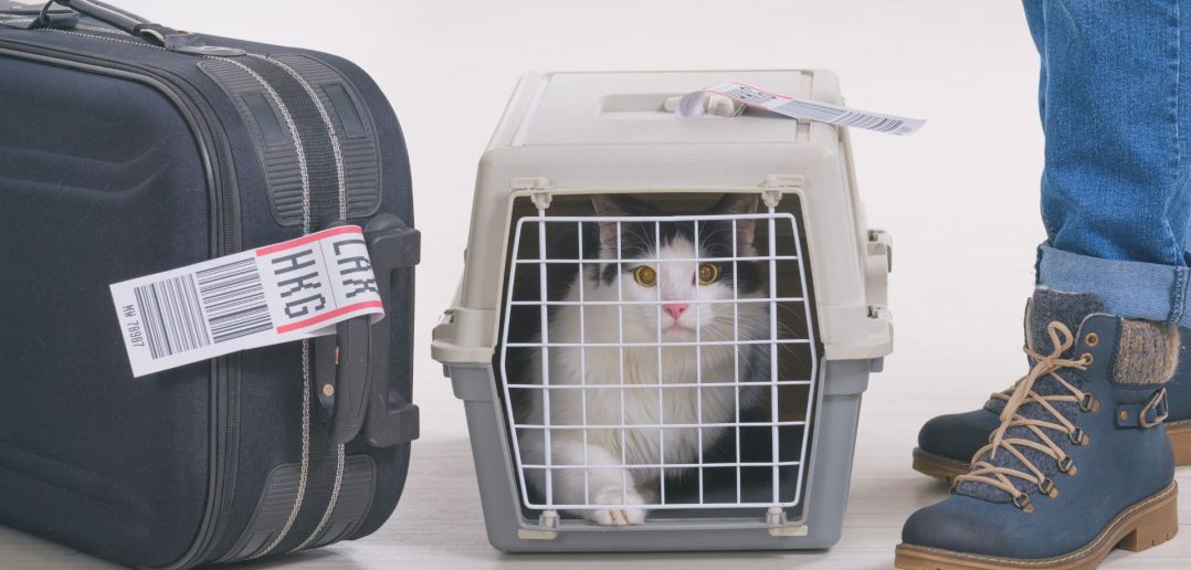 A black and white cat inside a hard-sided pet kennel in between luggage and a person wearing jeans and boots