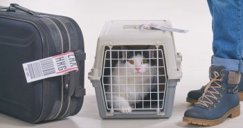 A black and white cat inside a hard-sided pet kennel in between luggage and a person wearing jeans and boots