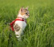 cat on a leash