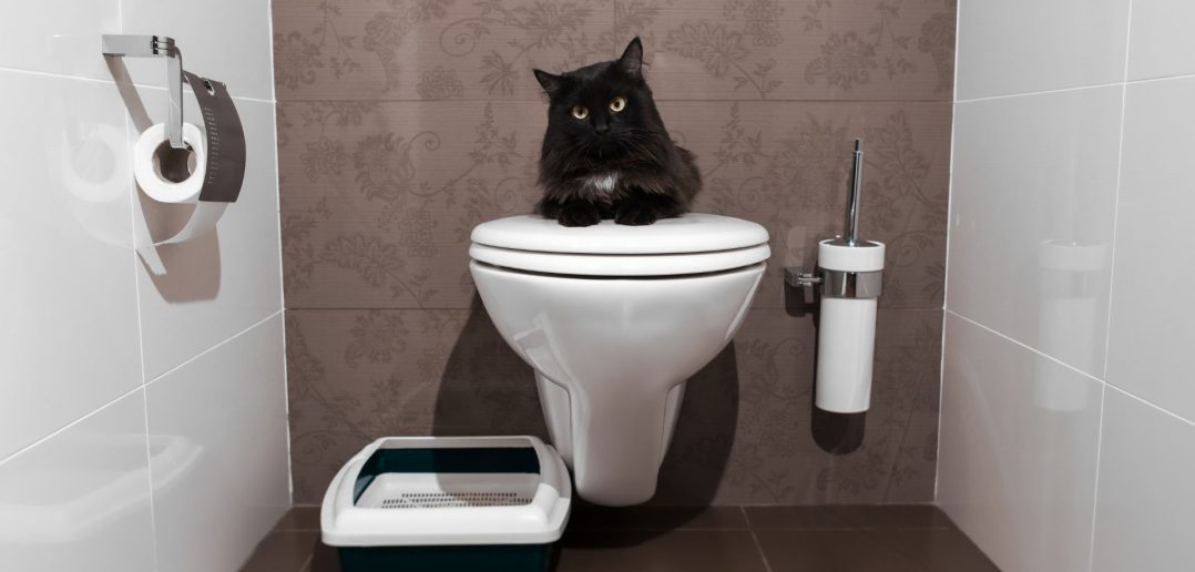 Black cat sitting on a closed toilet lid in a modern bathroom with a litter box on the floor beside it.
