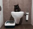 Black cat sitting on a closed toilet lid in a modern bathroom with a litter box on the floor beside it.