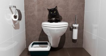 Black cat sitting on a closed toilet lid in a modern bathroom with a litter box on the floor beside it.