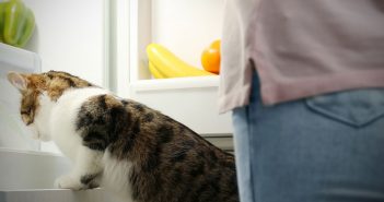 cat and owner looking at vegetable drawers in the refrigerator