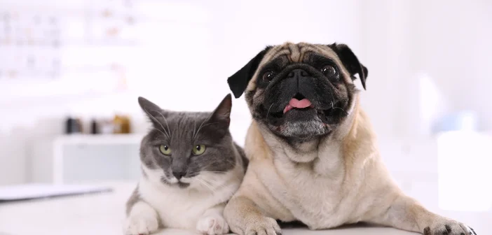 Cute pug dog and cat on white table in clinic.