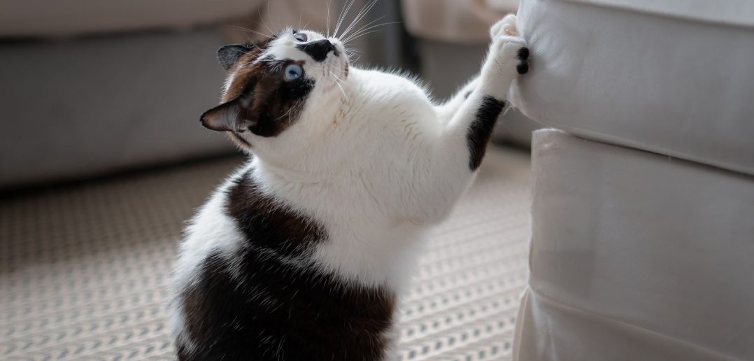black and white cat caught scratching the corner of a couch cushion