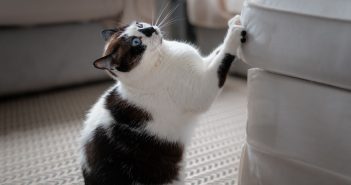 black and white cat caught scratching the corner of a couch cushion
