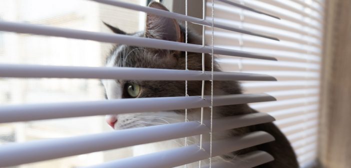 cat sitting in the window behind the window blinds