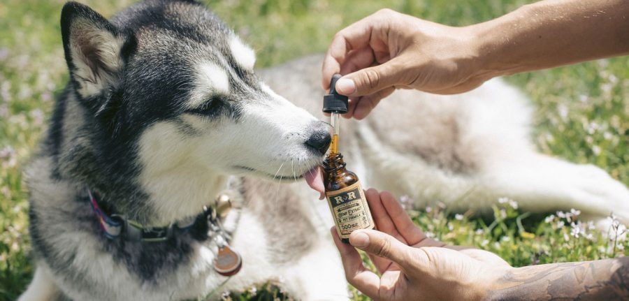 man giving his husky dog a bit of cbd oil from a dropper