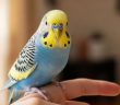 Pet budgerigar perched on a child’s finger, a common starter bird for families.