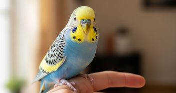Pet budgerigar perched on a child’s finger, a common starter bird for families.