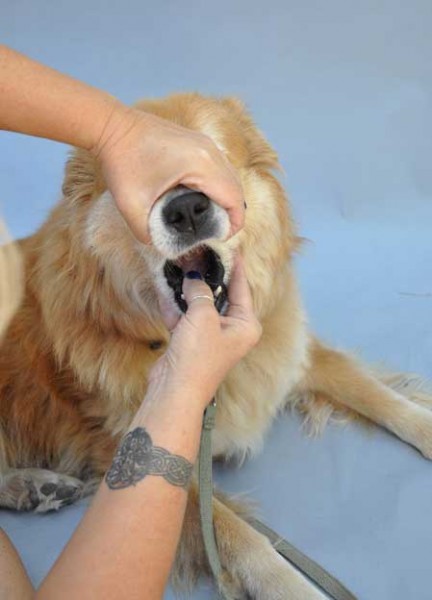 How to Help a Choking Dog - PetsBlogs