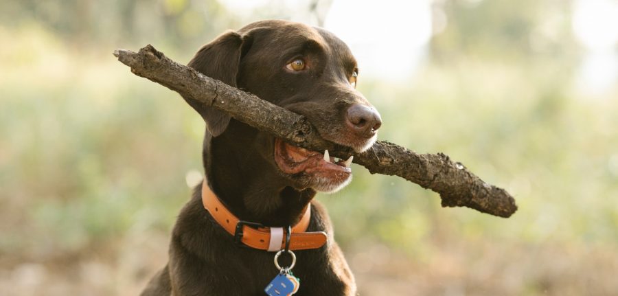 chocolate lab with a stick in its mouth