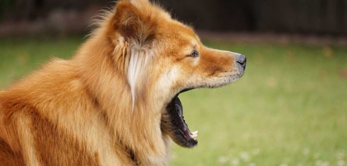 chow chow dog with his mouth open