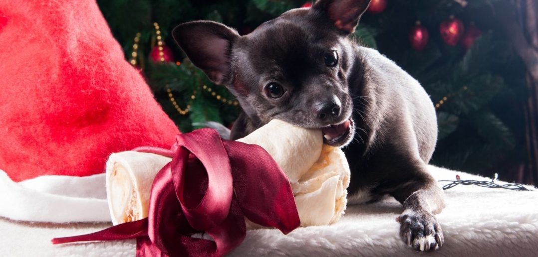 dog chewing a bone with a bow with Christmas tree and santa hat in the background