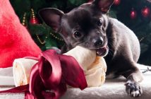 dog chewing a bone with a bow with Christmas tree and santa hat in the background