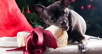 dog chewing a bone with a bow with Christmas tree and santa hat in the background