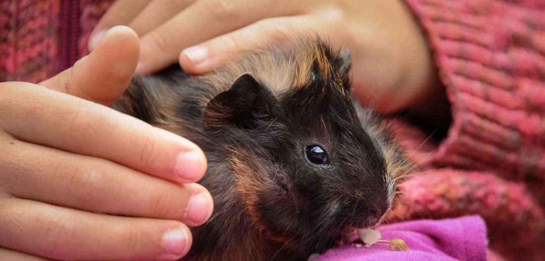 little girl holding a guinea pig in her lap
