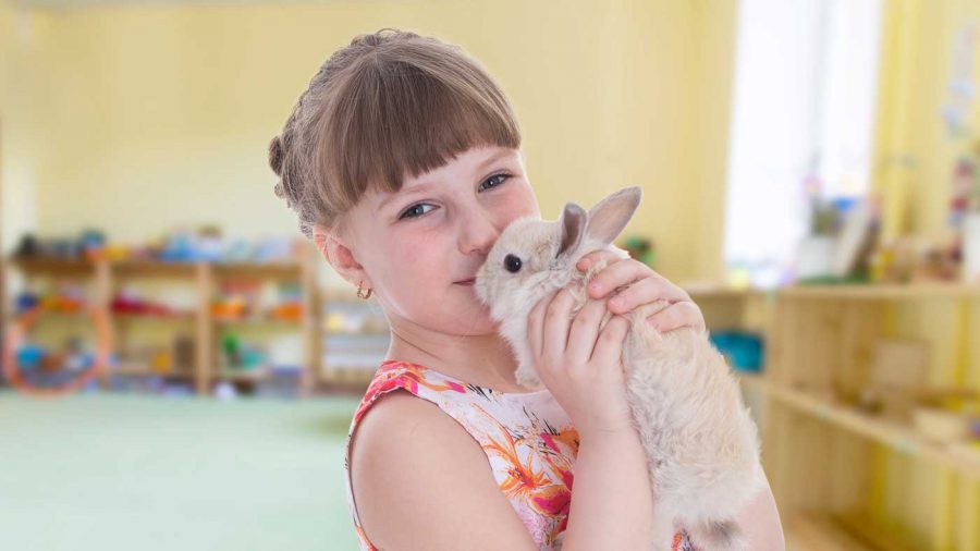 girl holding pet rabbit in a classroom