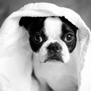 freshly bathed dog in a towel