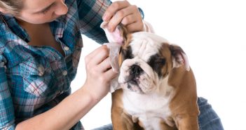 bulldog getting his ears cleaned