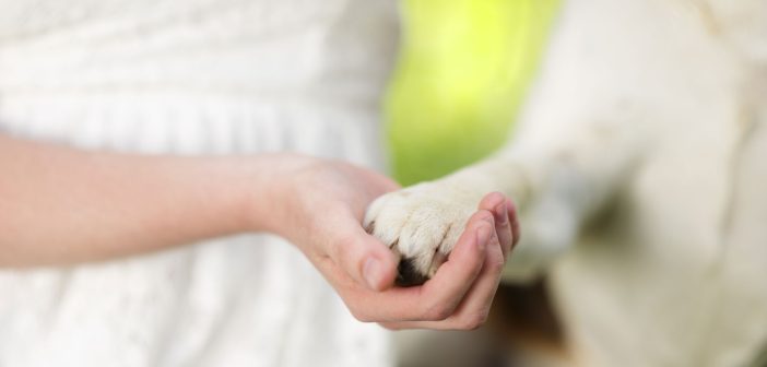 beautiful close up of a woman's hand holding her dog's paw
