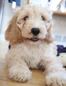 cockapoo looking for excitement