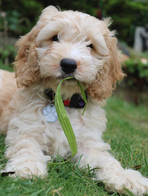 little blonde cockapoo in the grass