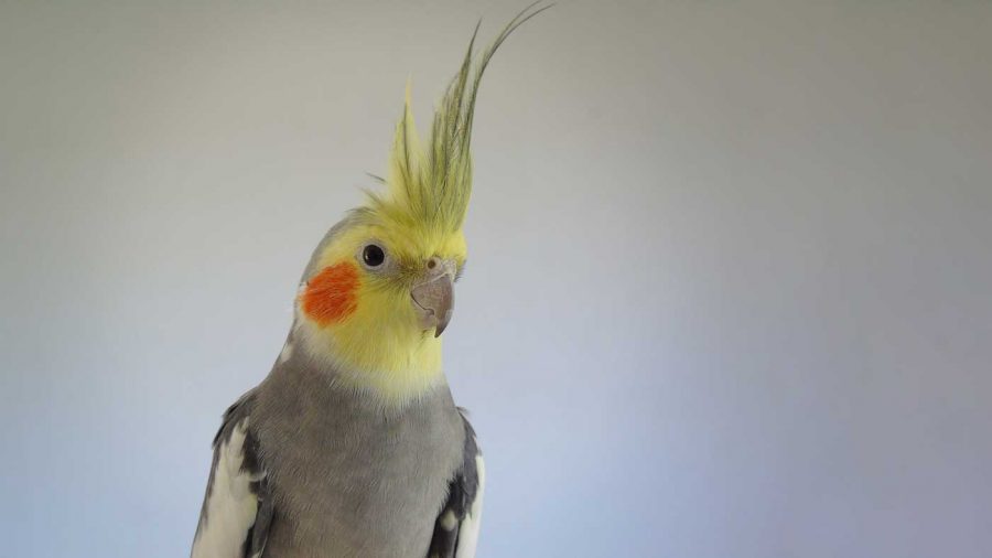 cockatiel bird