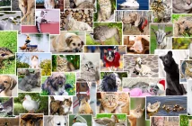 Collage of photos of pets and birds