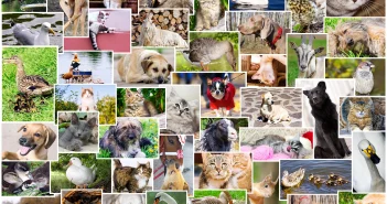 Collage of photos of pets and birds