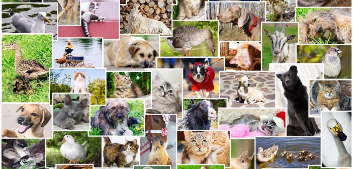 Collage of photos of pets and birds