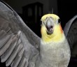 colorful cockatiel