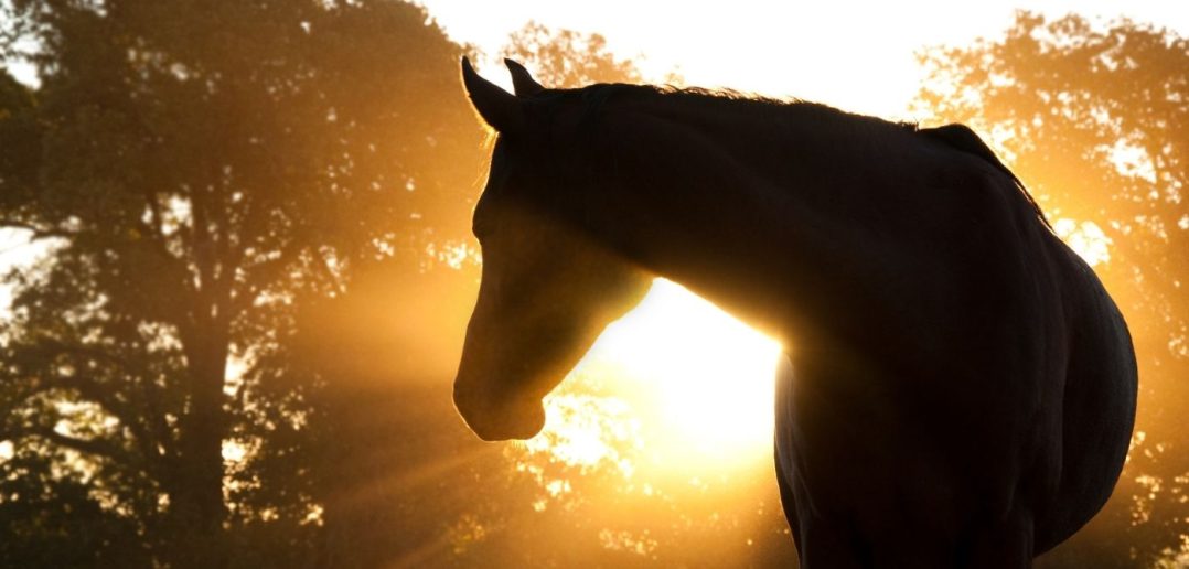 5 Common Health Problems That Horses Face