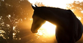 5 Common Health Problems That Horses Face