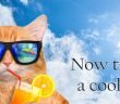 cool cat wearing sunglasses and sipping a summer drink at the beach